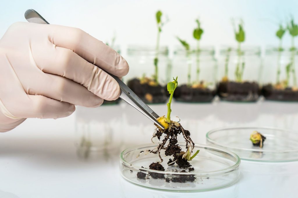 alimentele modificate genetic